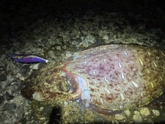 コウイカの釣果