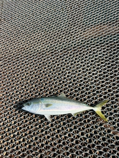 ブリの釣果