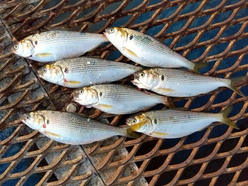 コノシロの釣果