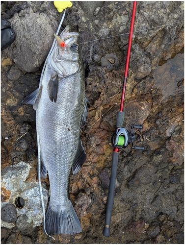 ヒラスズキの釣果
