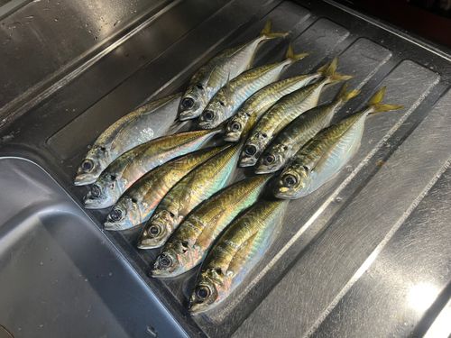 アジの釣果