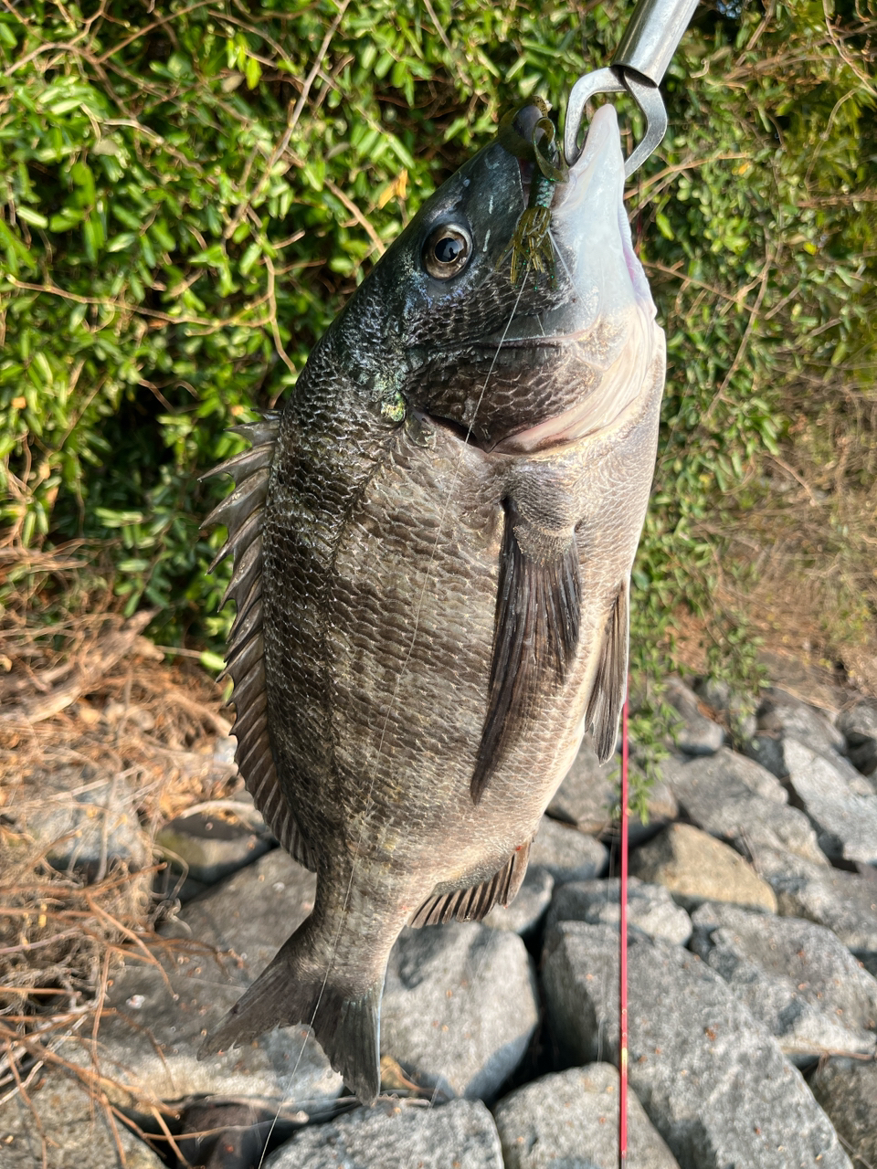 DAIWA 20セブンハーフ 76LBの最安値・インプレ・釣果 | 本音の
