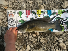 スモールマウスバスの釣果