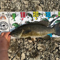 スモールマウスバス