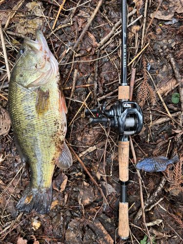 ブラックバスの釣果