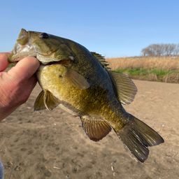 スモールマウスバス