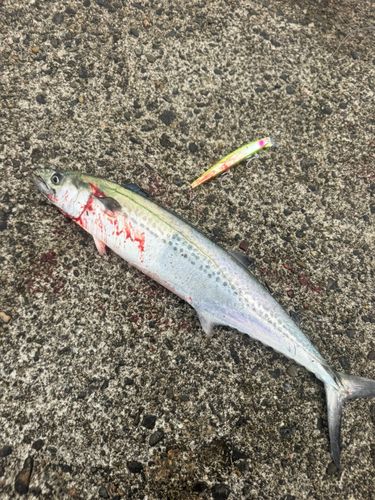 サゴシの釣果