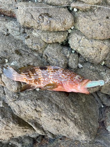 キジハタの釣果