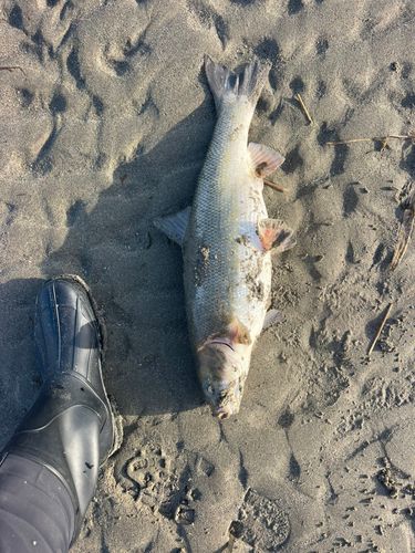 マルタウグイの釣果