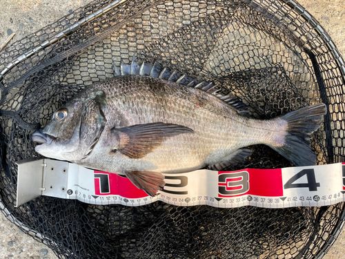 クロダイの釣果