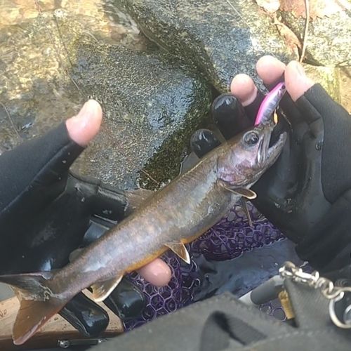 イワナの釣果