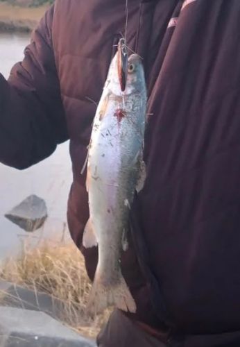 ニジマスの釣果