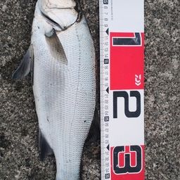 フッコ（ヒラスズキ）