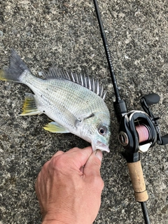 キビレの釣果