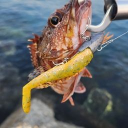 カサゴ