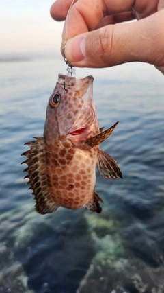オオモンハタの釣果