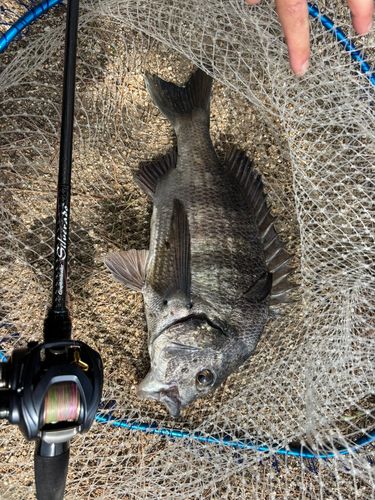 クロダイの釣果