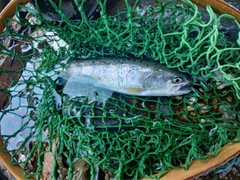 ヤマメの釣果