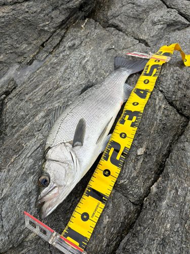 ヒラスズキの釣果