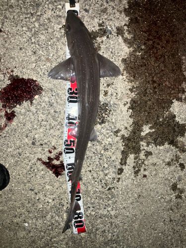 ホシザメの釣果
