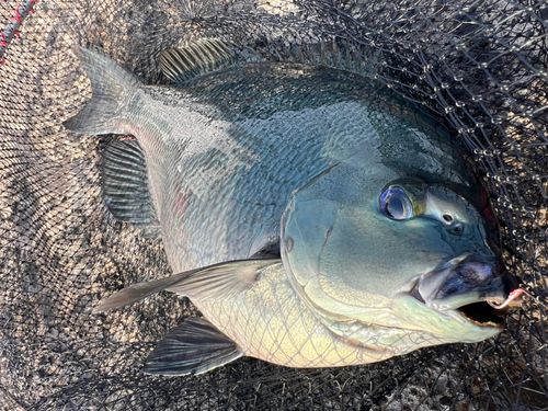 クチブトグレの釣果
