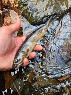 エゾイワナの釣果