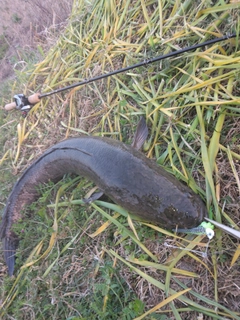 ライギョの釣果