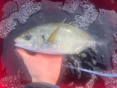シマアジの釣果