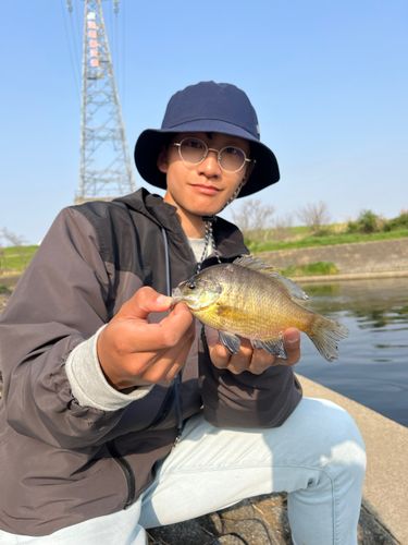 ブルーギルの釣果