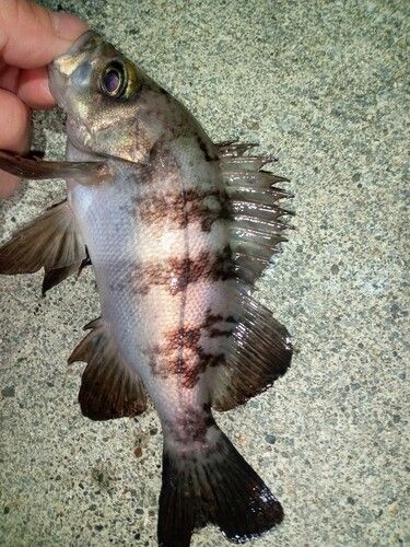メバルの釣果