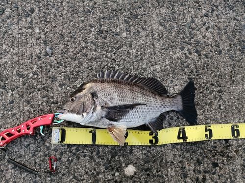 チヌの釣果