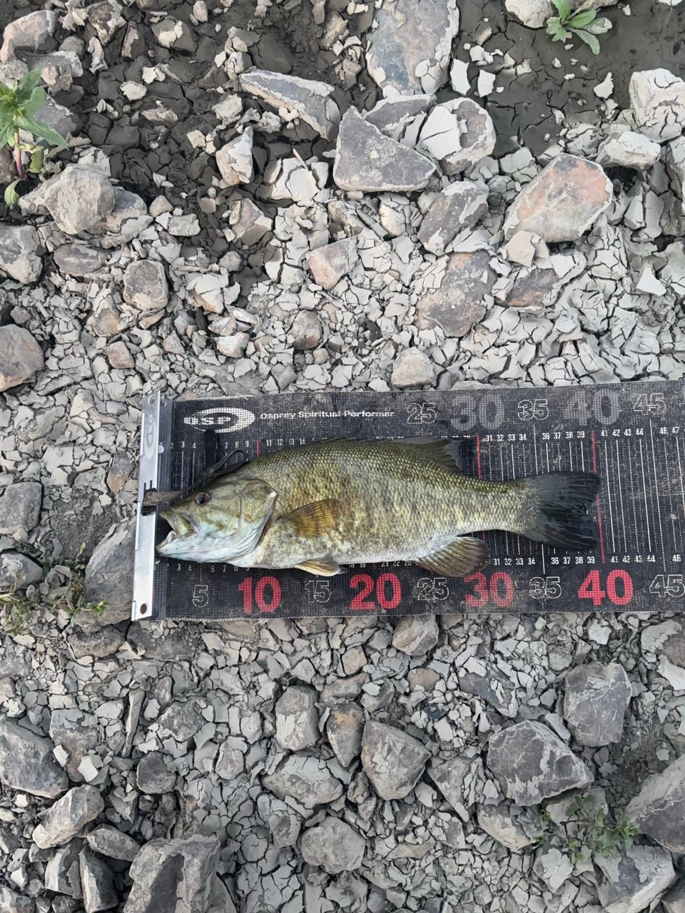 スモールマウスバス