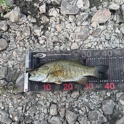 スモールマウスバス