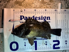 メバルの釣果