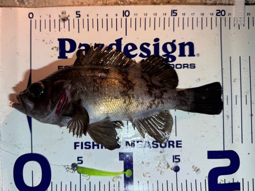メバルの釣果