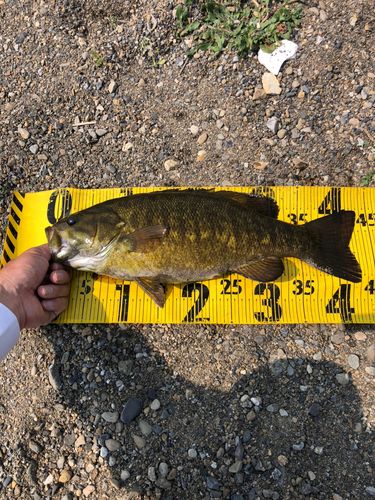 スモールマウスバスの釣果