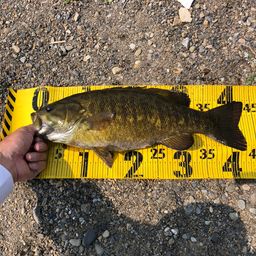 スモールマウスバス