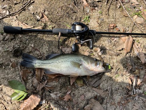 ブラックバスの釣果