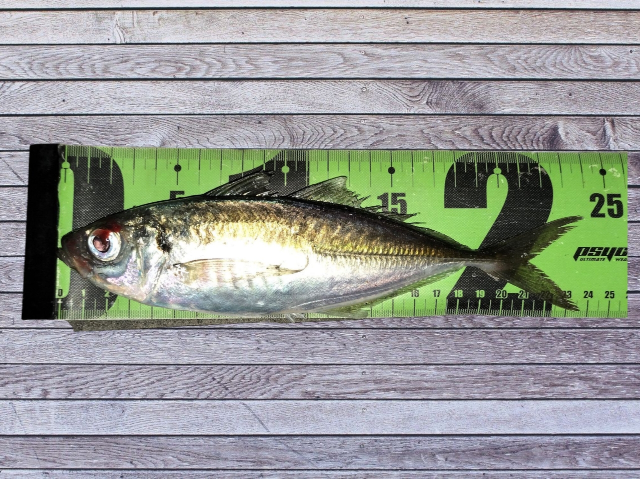 AbuGarcia ソルティーステージ プロトタイプ アジング XAJS