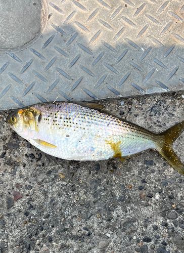 コノシロの釣果