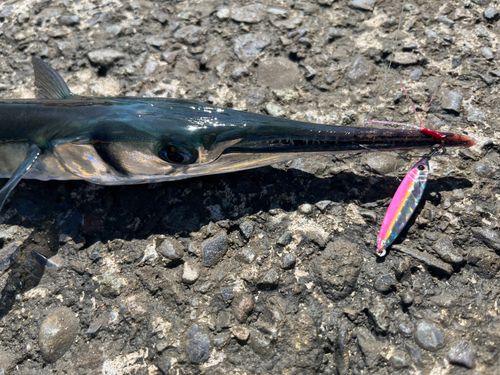 アカハタの釣果