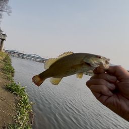 スモールマウスバス