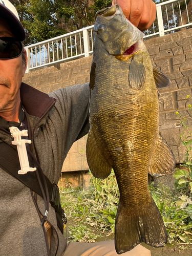 スモールマウスバスの釣果