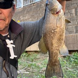 スモールマウスバス