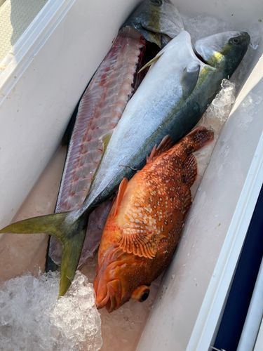 ヒラマサの釣果