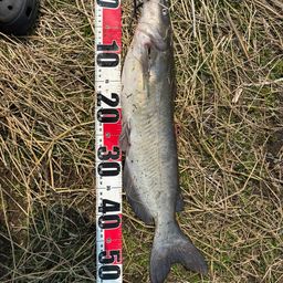 アメリカナマズ