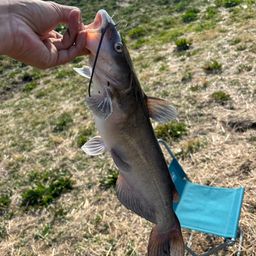 アメリカナマズ