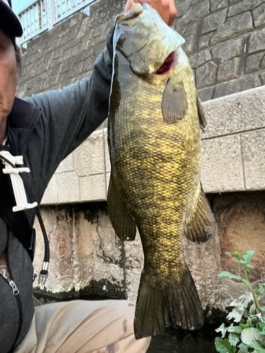 スモールマウスバスの釣果