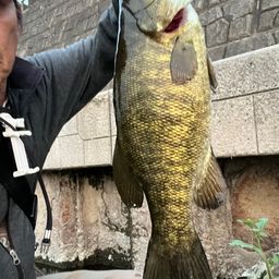 スモールマウスバス