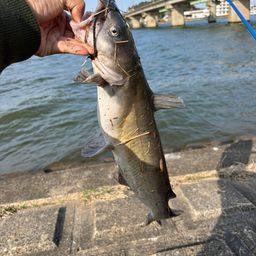 アメリカナマズ